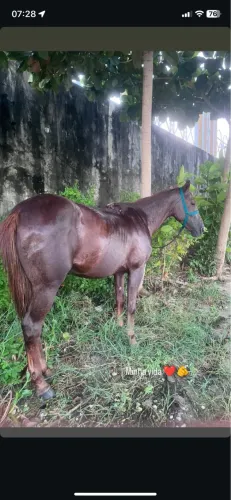 VENDO ÉGUA MESTIÇA