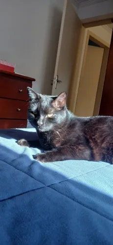 Doa-se gato