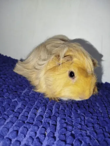 PROMOÇÃO porquinho da índia macho