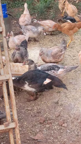 Venda de patos jovem