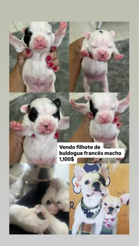 Buldogue francês 