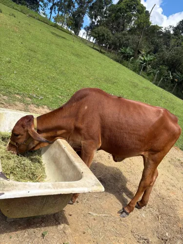 Vaca girolanda 