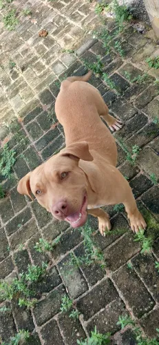 PITMONSTER 4 meses