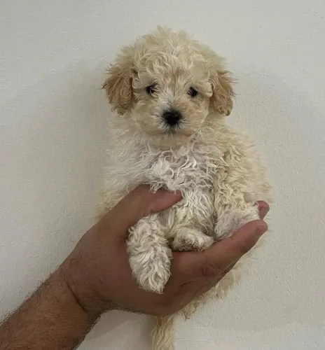 Poodle micro toy macho 