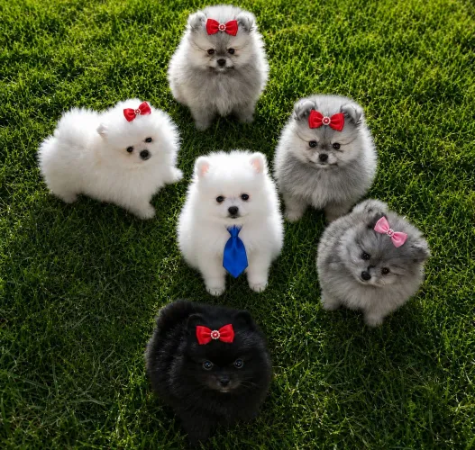 Machos e femias de Lulu da Pomerânia com pedgrre e garantia no cartão em 10 vzs