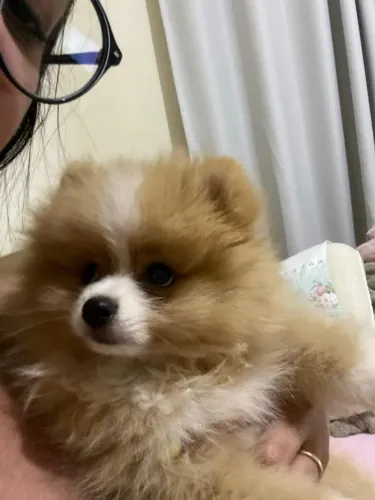 Vendo Lulu da Pomerânia