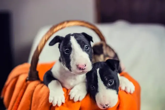 Lindos Filhotes Bull Terrier ?
