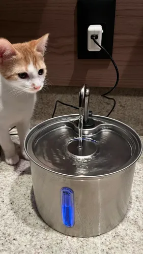 Fonte de água inox para gatos 
