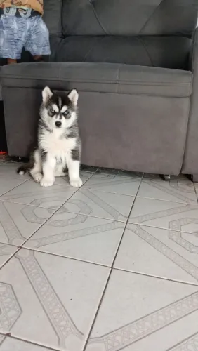 Husky 