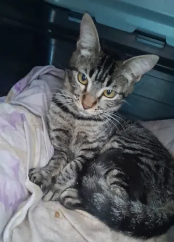 Doa-se linda gatinha