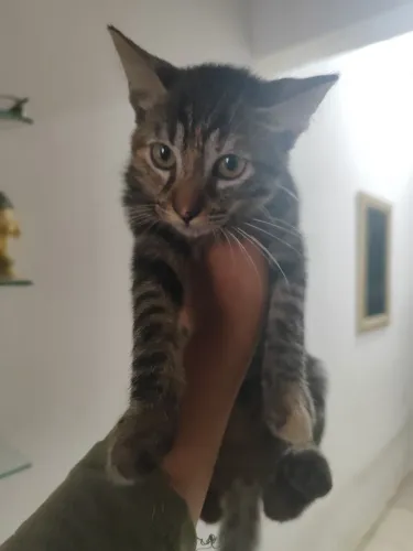 Gata para doação 