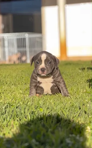 Filhotes de american bully a venda