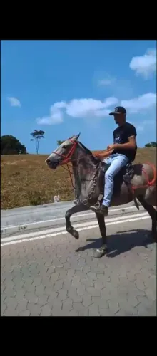 Vendo égua 4 anos está prenha 