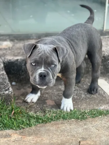 American Bully Macho