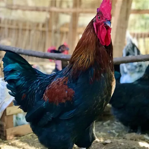 Vendo um frango de poedeira negra
