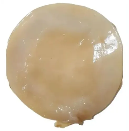 Scooby para produção de Kombucha