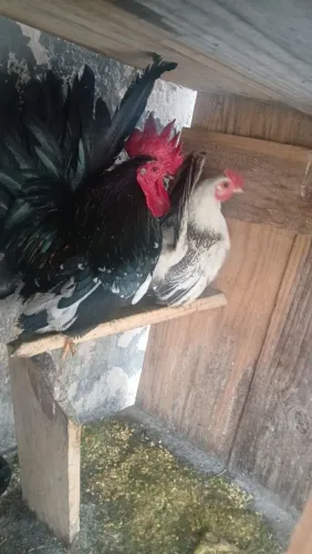 Vendo Galisé
