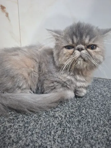 Vende-se filhote de gato persa fêmea pv