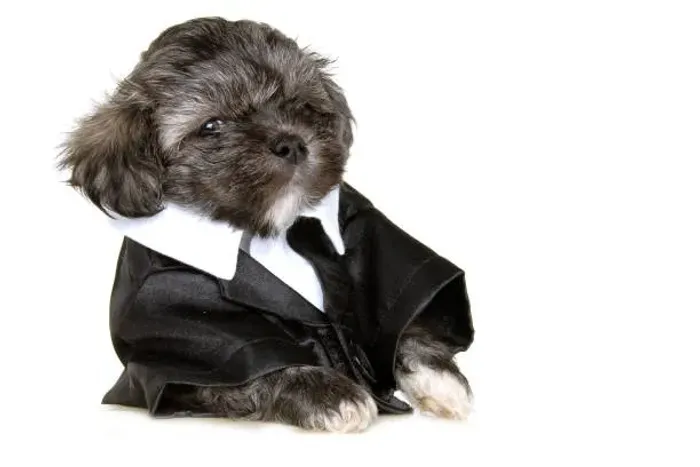 Filhote de Shih Tzu O Pequeno Amigo Que Faz Cada Dia Ser Mais Feliz