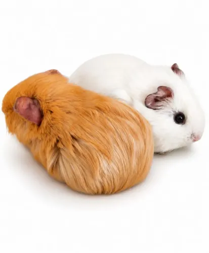 Porquinhas da india