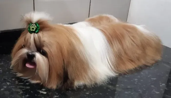 Shih Tzu Macho [doação]