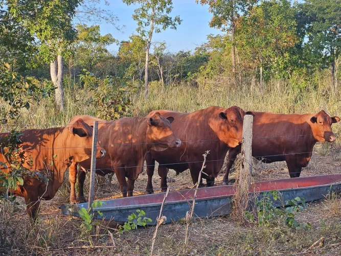 Boi e vaca senepol 