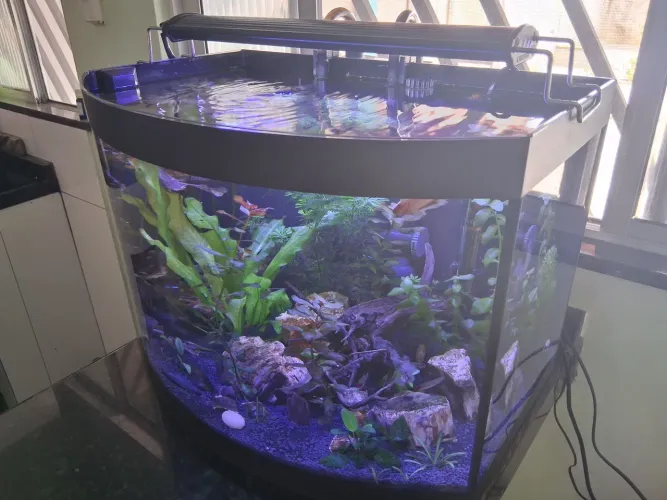 Vendo aquário curvo de 60 litros completo 
