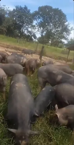 animais