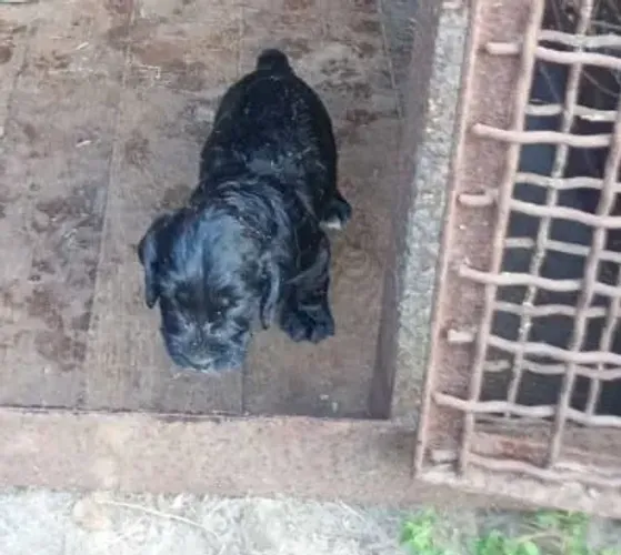 filhotes de porte pequeno