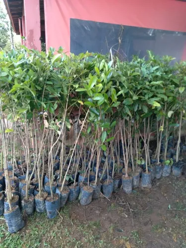 Mudas nativas e ornamentais