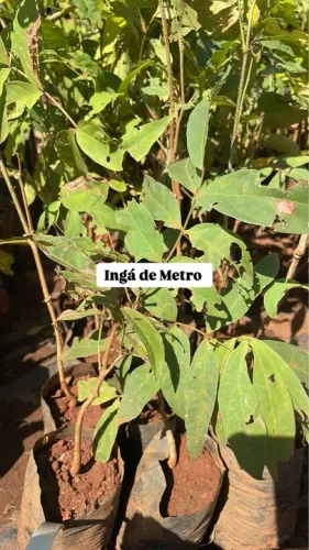 Mudas de Ingá de Metro 