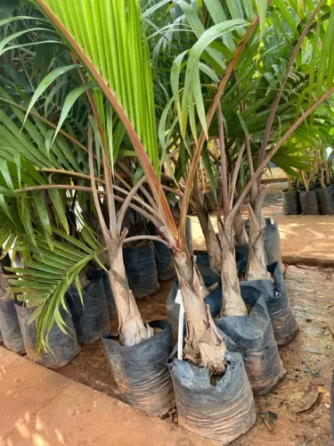 Muda de palmeira garrafão 
