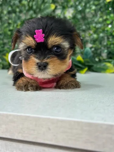 Filhote de Yorkshire Terrier à Venda