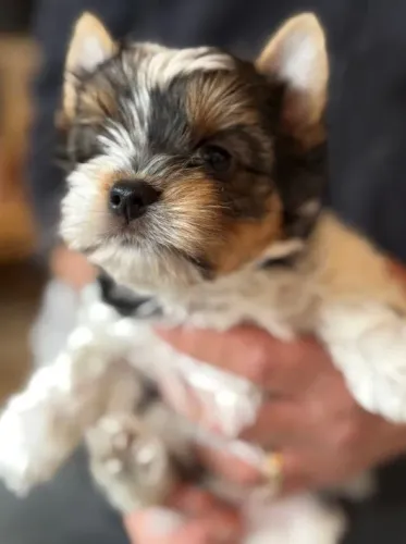 Biewer Terrier: filhotes selecionados para lares especiais