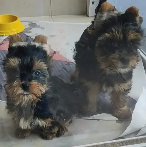 Filhotes Yorkshire Terrier, O Melhor Abraço Peludo Que Você Pode Ter!