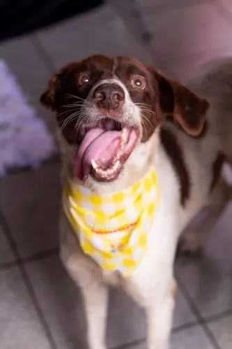 Cachorrinho para adoção 
