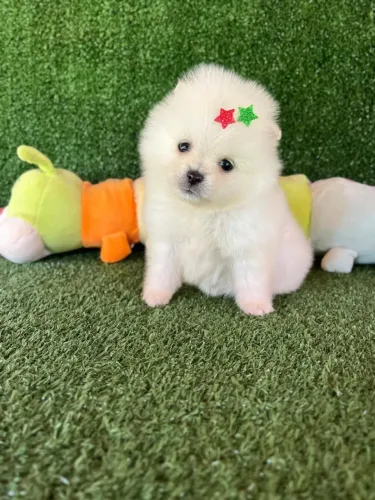 Filhote de Spitz Alemão - Uma fofura!