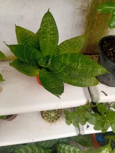 Planta Espada de São Jorge - Linda e Resistente