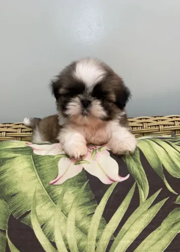  Shih Tzu tricolor mini 