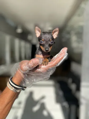 Pinscher miniatura fêmea - Cães de alta linhagem, adquira de loja física - Venâncio
