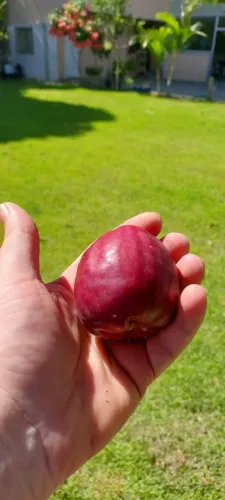 Fruta vermelha exótica para plantar em seu jardim