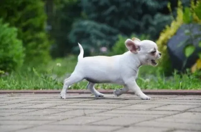 Chihuahua Mini Caramelo Fêmea - Linda, Dócil e Companheira Perfeita!