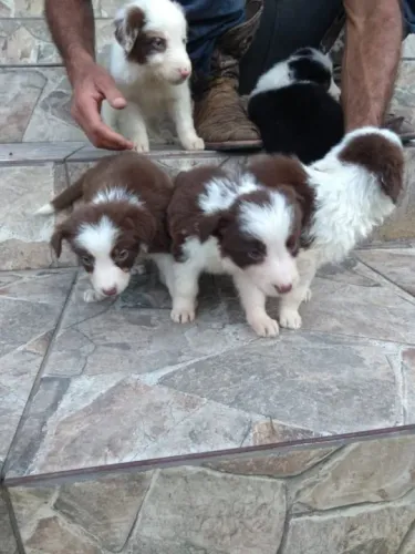 Border Collie - Machos e fêmea vacinados (v10 importada) e contrato de saúde