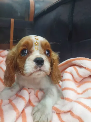 Cavalier King Charles Treinado e Pronto para Novo Lar