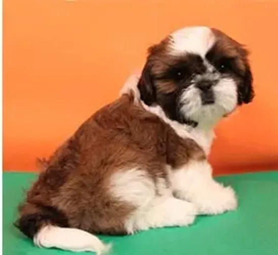 Shih-Tzu Mini Caramelo Macho - Compacto, Inteligente e Muito Dócil! 