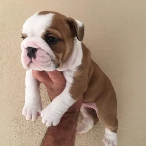 Bulldog ingles os mais fofos de são Paulo