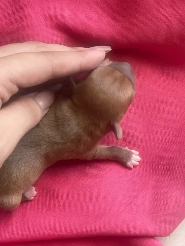 Vendo filhote de pinscher