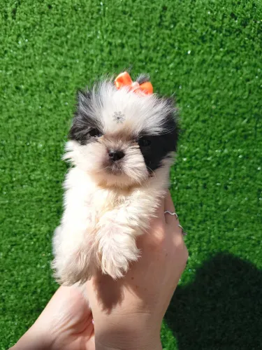 Shihtzu fêmea