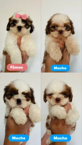 Filhotes de Shih tzu