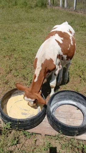 VENDO BOI